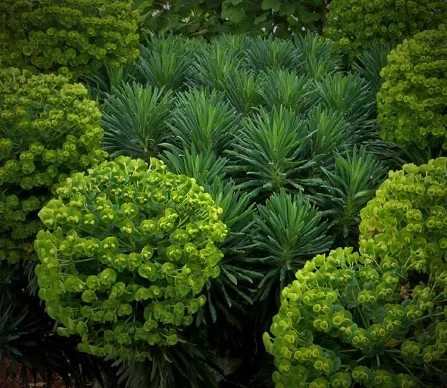 Euphorbia chariacas var. Wulfenii