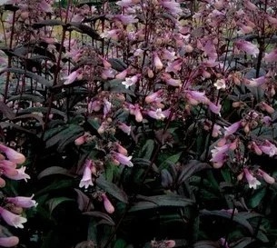 Penstemon digitalis 'Pocahontas'