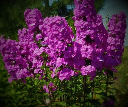Phlox carolina 'magnificence'
