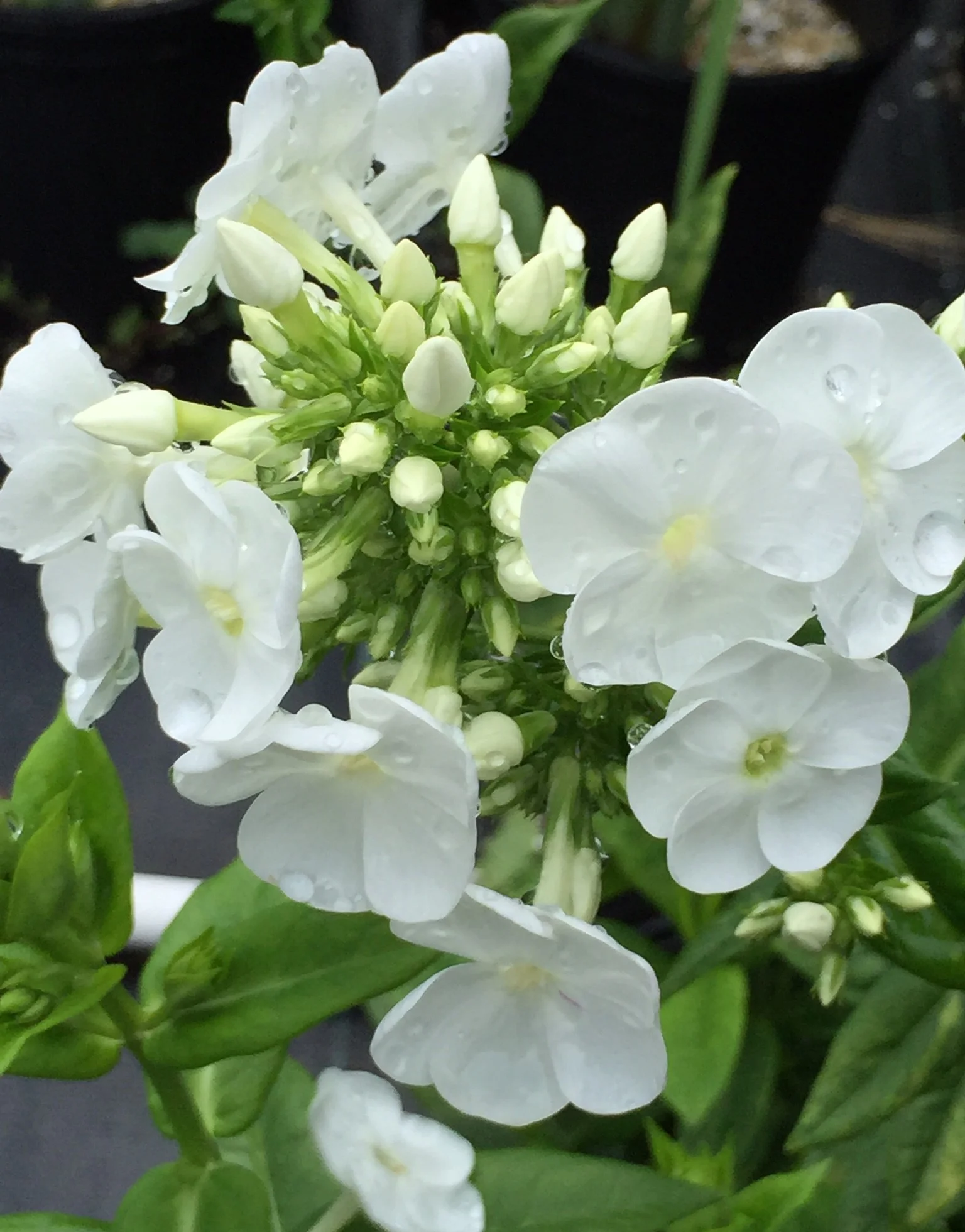 Phlox paniculata 'ice cap'