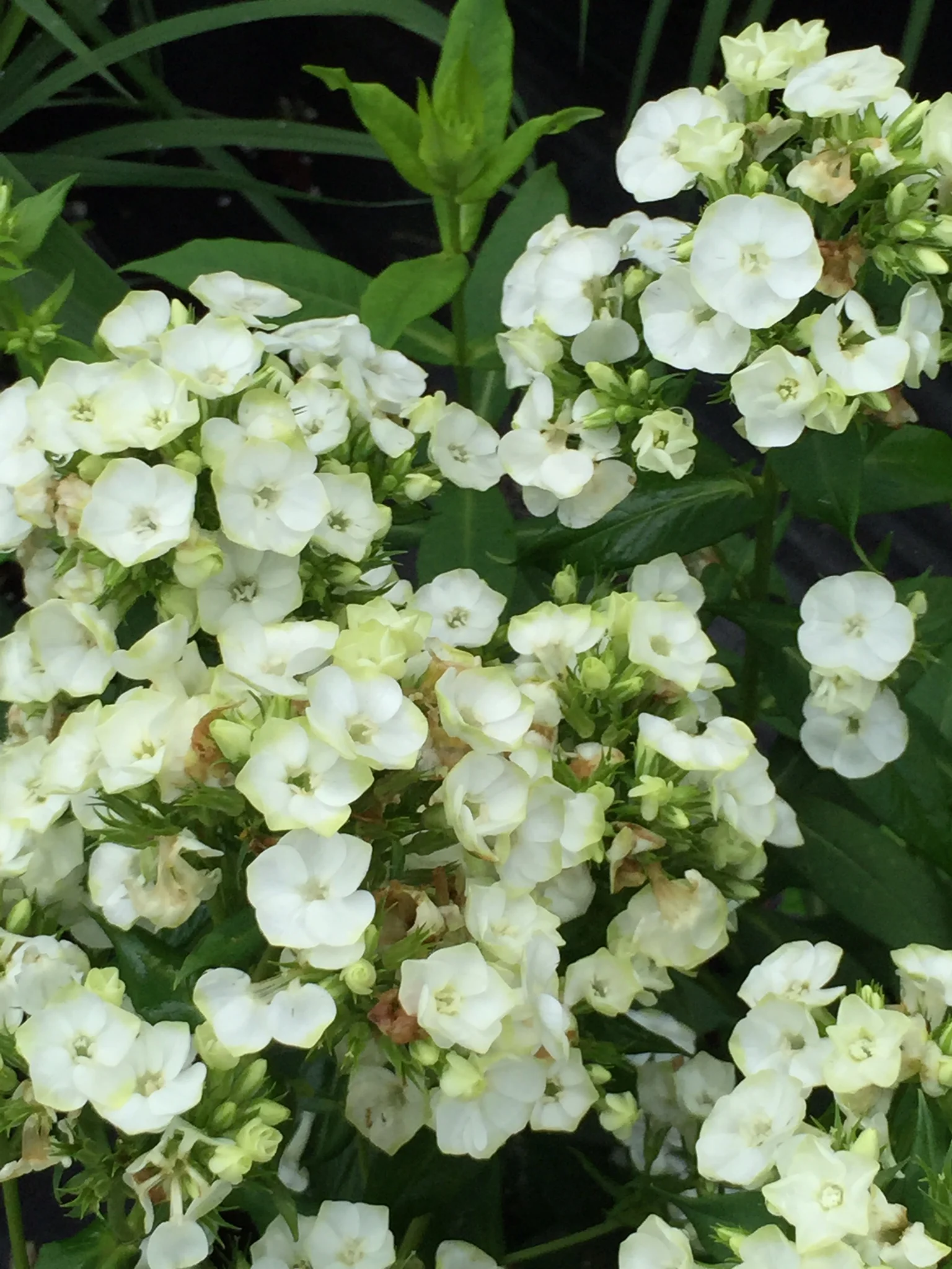 Phlox paniculata 'jade'