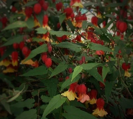Abutilon megapotamicum
