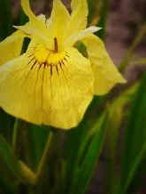  Iris pseudata  ‘Aichi no kagayaki’ 