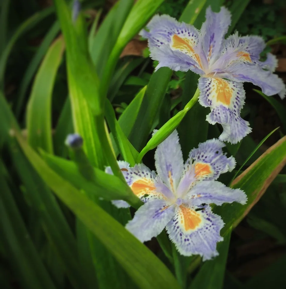 Iris japonica (Druid Hills)