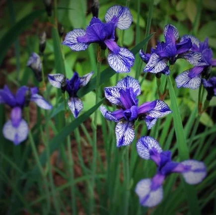 Iris sibirica 'flight of butterflies'
