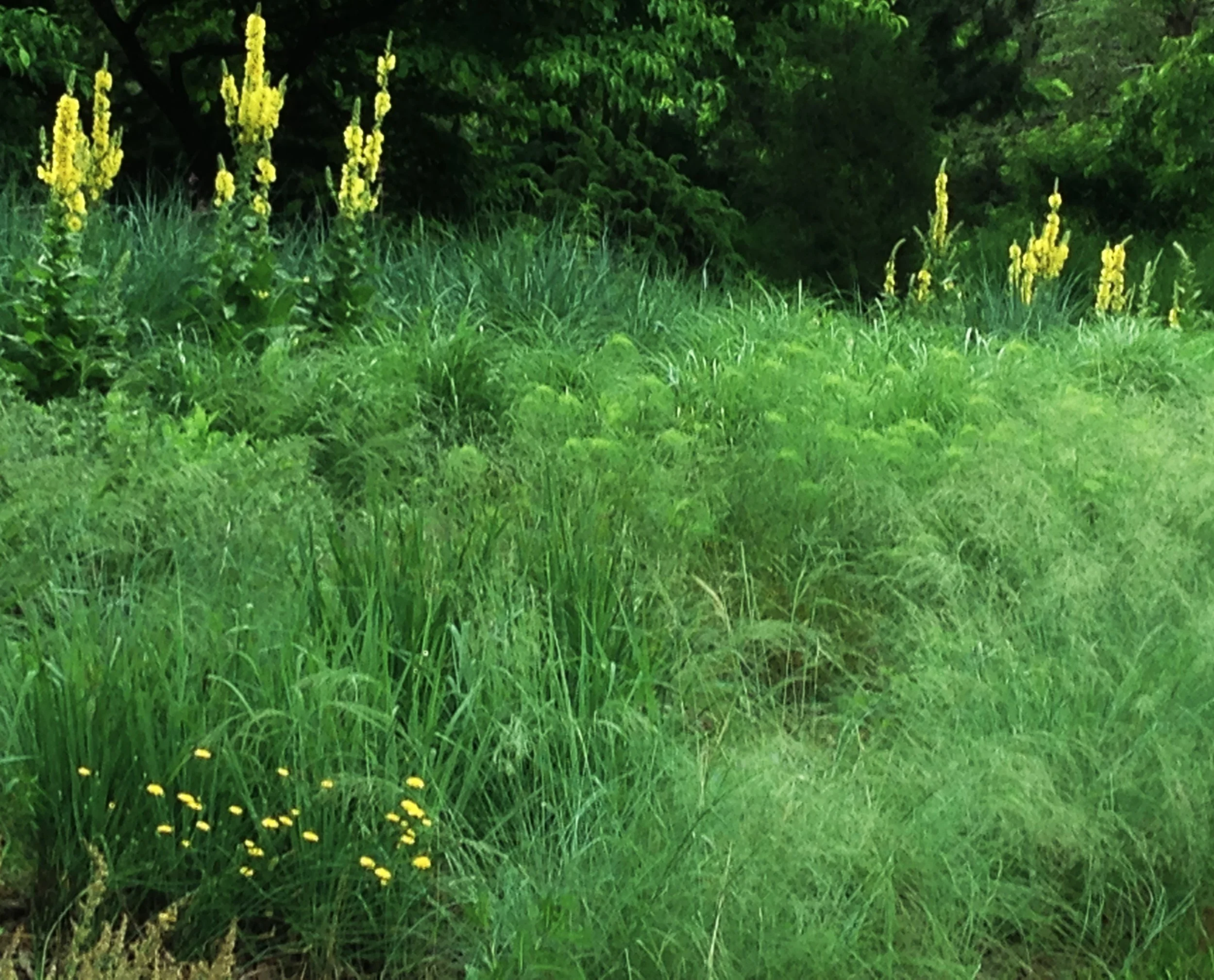 Verbascum x ‘Banana Custard’ 