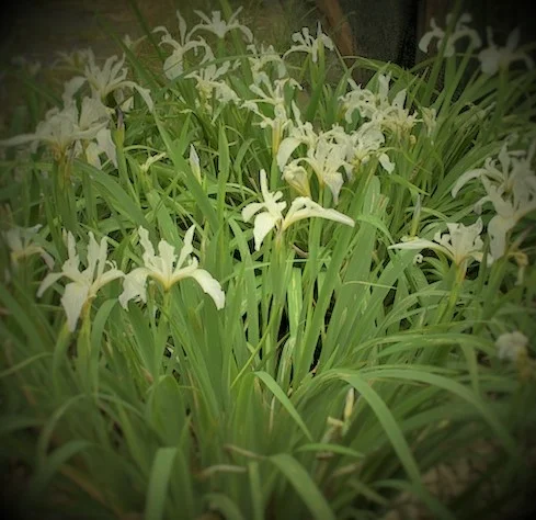 Iris 'White Swampy Thing'