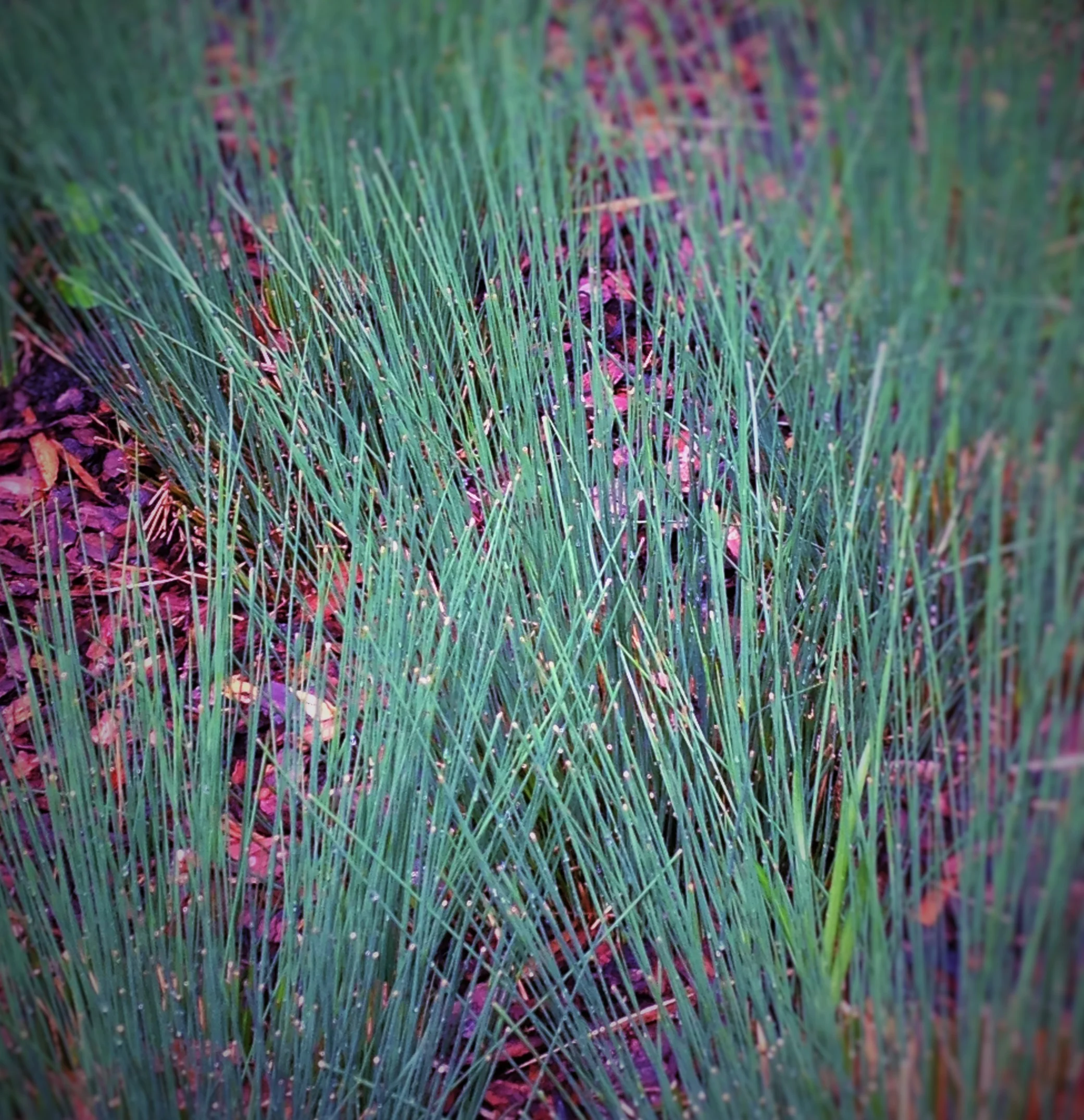 Juncus ‘Occidental Blue’