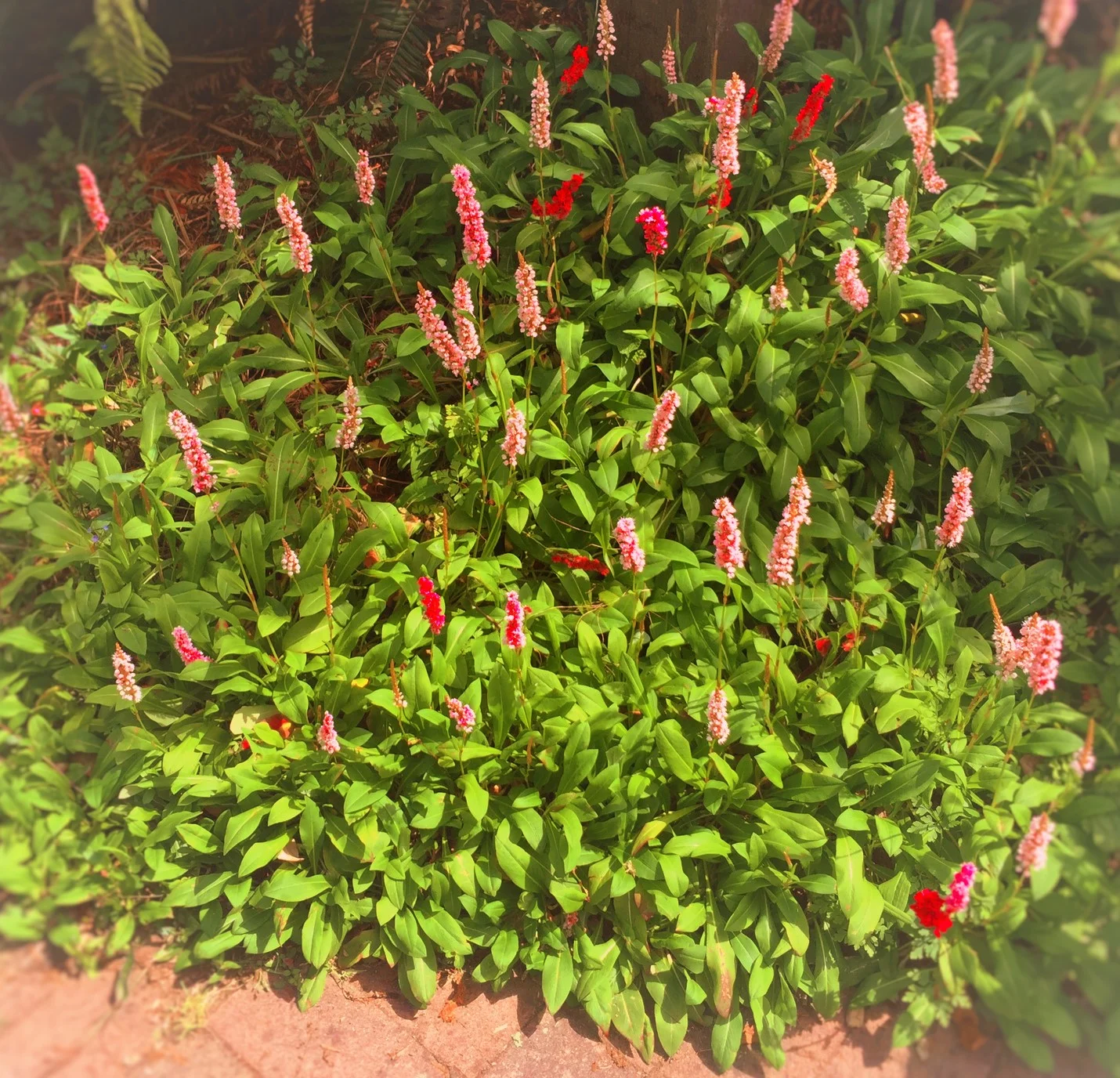 Persicaria Affinis 'Himalayan Border Jewel'