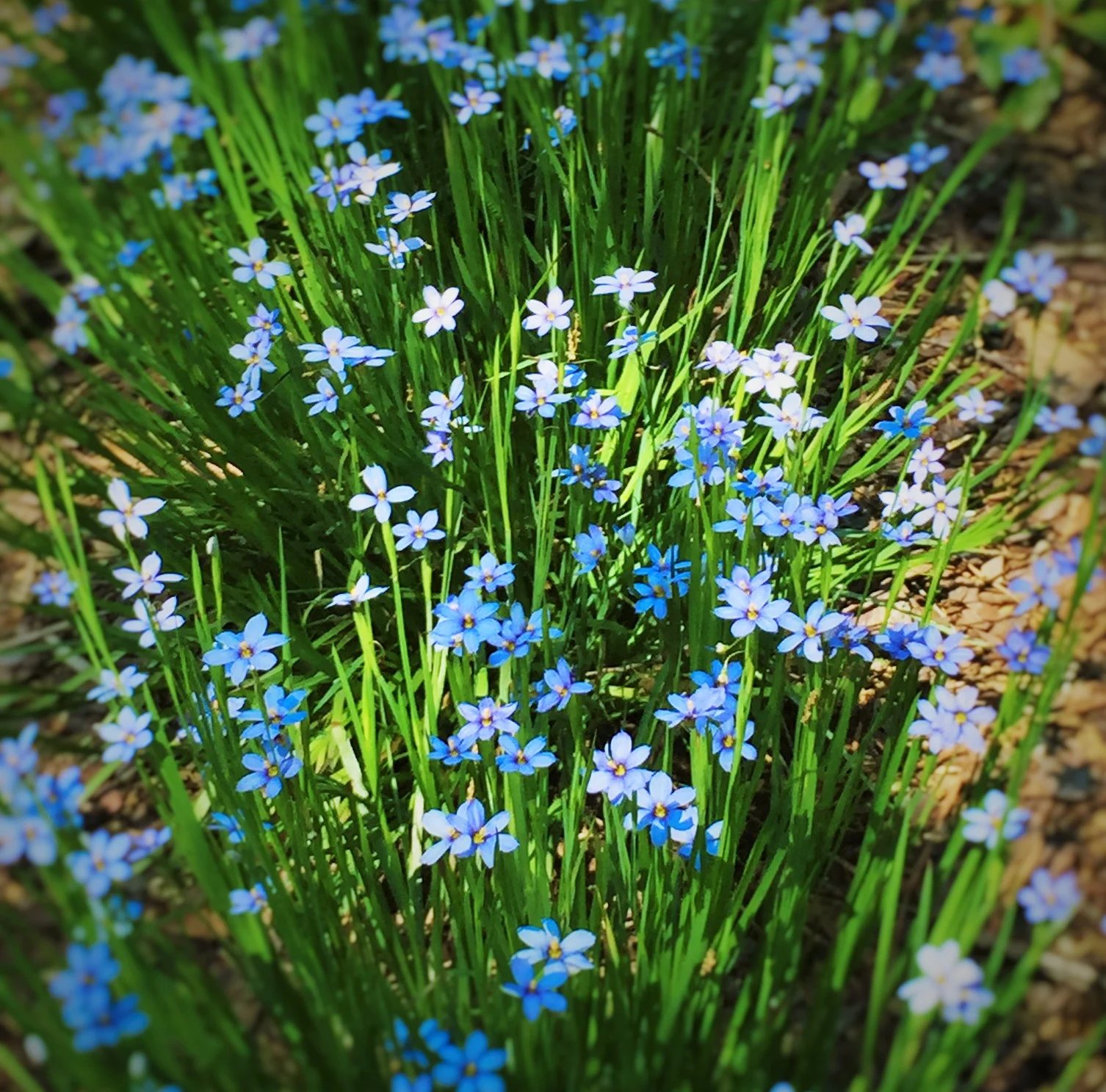 Sisyrinchium angustifolia 'Sewanee'
