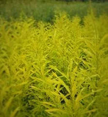 Salix_udensis_Golden_Sunshine_q (1).jpeg