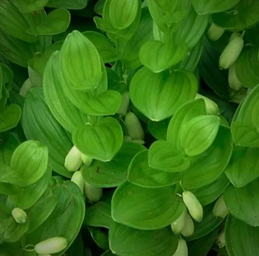 Polygonatum Humile