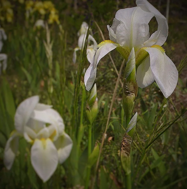 Iris Germanica v. Florentina ‘Alba’