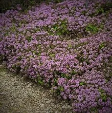  Thymus longicaulis 