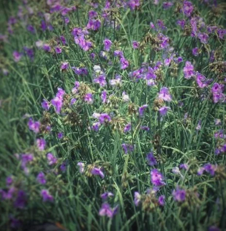 Tradescantia Ohiensis ‘Mrs. Loewer’