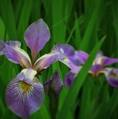 Iris virginicus 'Contraband Girl'