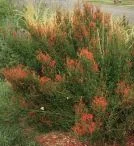 Anisacathus wrightii 'flame'