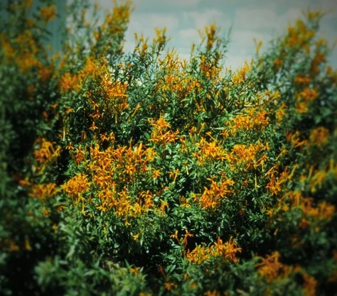 Anisacanthus wrightii 'yellow form'