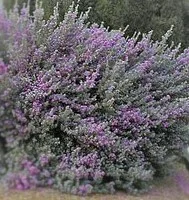 Leucophyllum langmanii 'Lowery's legacy'