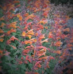 Agastache 'apricot sunrise'