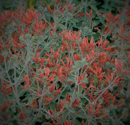 Dicliptera suberecta