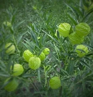 Gomphocarpus physocarpus