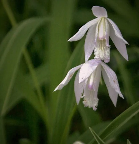 Bletilla striata 'alba'