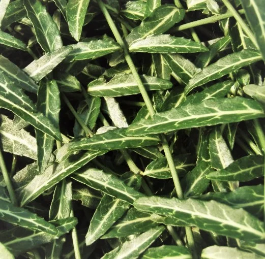 Euonymous fortunei 'Wolong ghost'