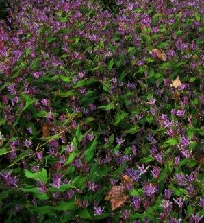 Tricyrtus hirta 'blue wonder'