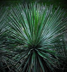 Yucca constricta