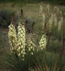 Yucca harrimanae