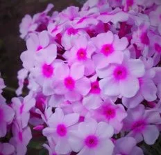 Phlox Paniculata ‘John Fannick’