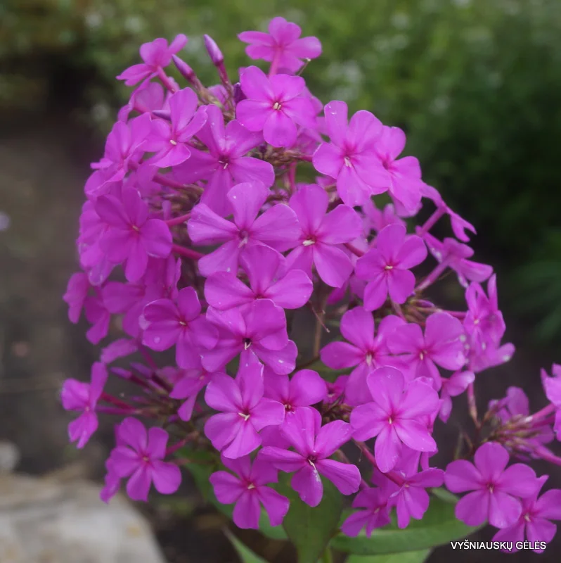 Phlox P. Robert Poore