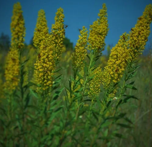 Solidago speciosa