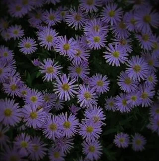 Kalimeris incisa 'Blue Star'