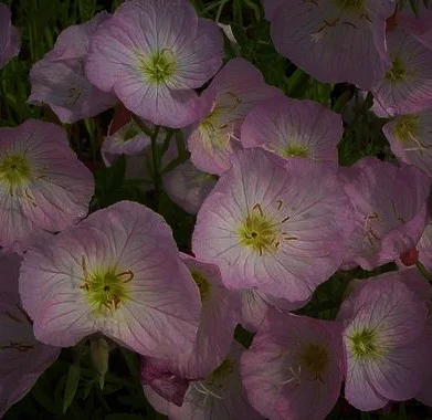 Oenothera speciosa 'Siskiyou'