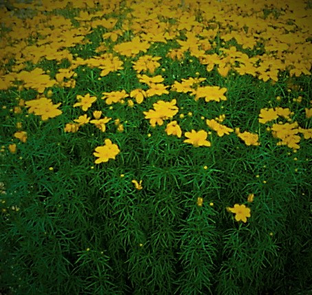 Coreopsis verticillata 'Zagreb'