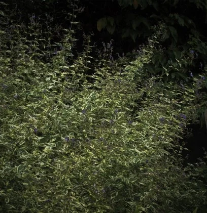 Caryopteris x 'Snow Fairy'