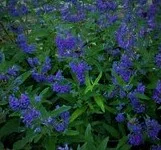 Caryopteris x 'Blue Empire'