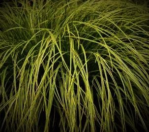 Carex ‘Kaga Nashiki’