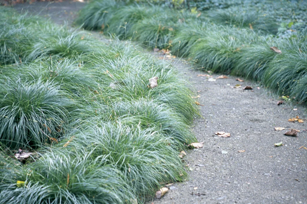 Carex divulsa
