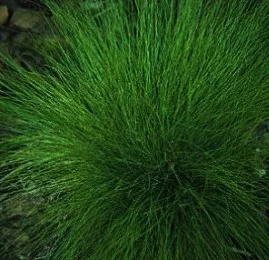 Carex eburnea