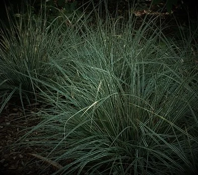 Carex oshimensis 'Everest'