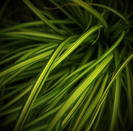 Carex oshimensis 'Everoro'