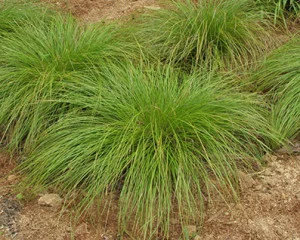 Carex radiata
