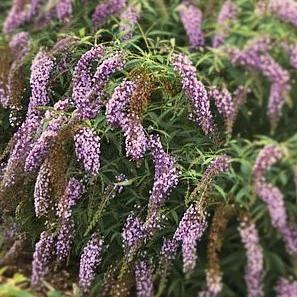 Buddleia ‘Wisteria Lane’
