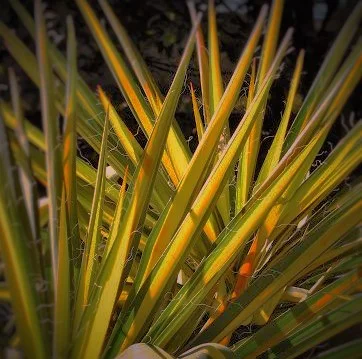 Yucca Filimentosa ‘Color Guard’ 