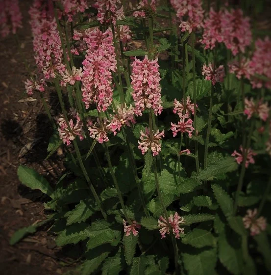  Stachys Officinalis 'Pink Cotton Candy'