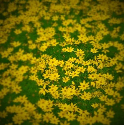 Coreopsis verticillata 'Zagreb'