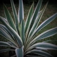 Yucca x 'Ivory towers'